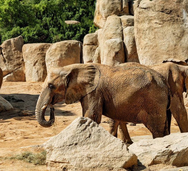 African elephant in the middle of a place of sand and rocks, typical of Africa.