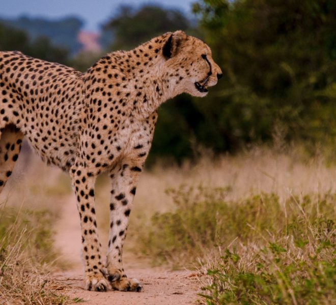 Cheetah wild animal in Kruger National Park South Africa, Cheetah on the Hunt during sunset. Cheeta behind a fence of a private game reserve in South Africa