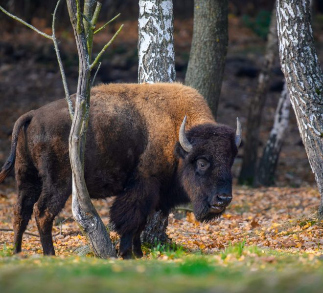 Wild adult Bison in the autumn forest. Wildlife scene from nature. Wild animal in the natural habitat
