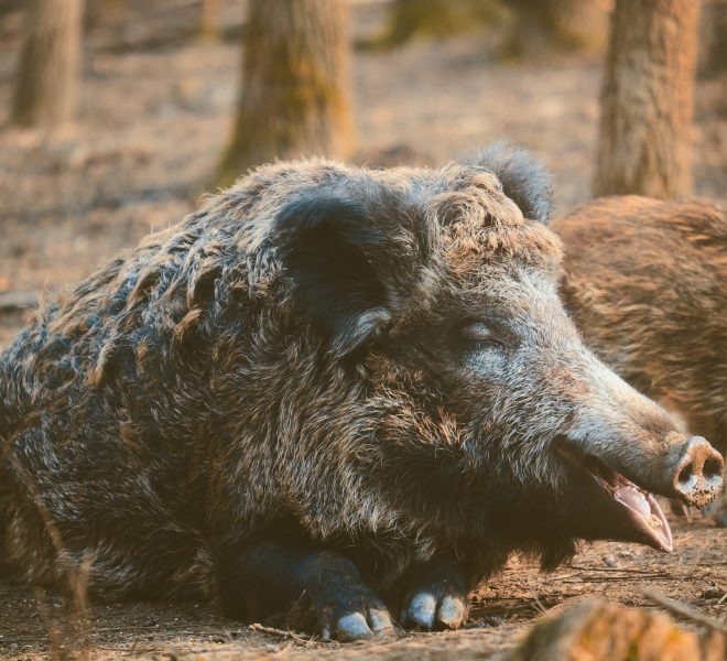 Wild boar, sus scofa