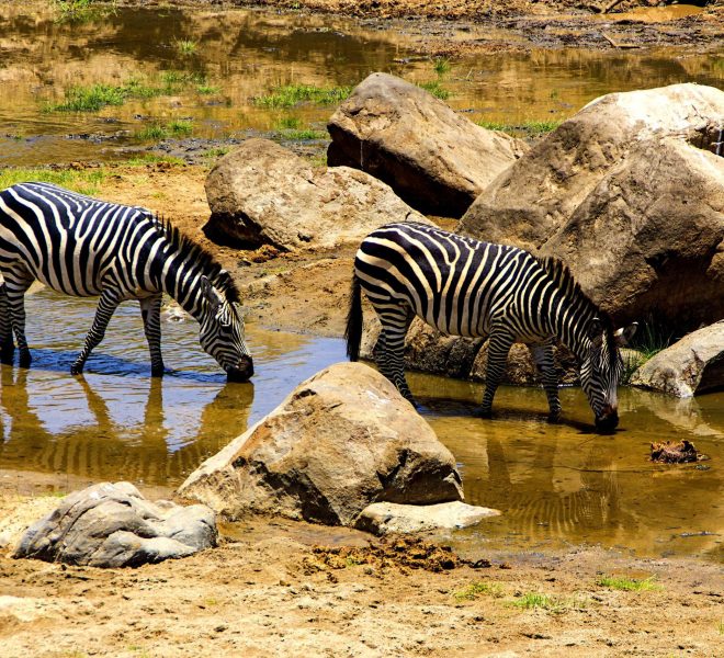 zebras-drinking-water-in-the-river-in-the-african-2021-09-02-20-29-10-utc